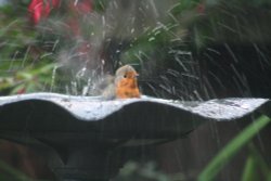 A Robin Bathing Wallpaper