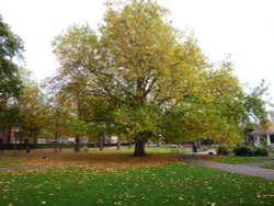 Lovely old tree in Chapelfield Gardens Wallpaper