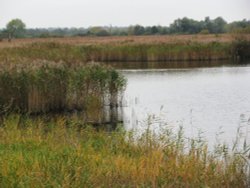 Strumpshaw Fen Wallpaper