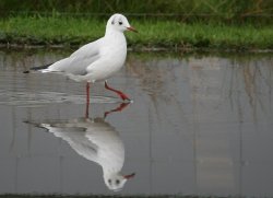 Black-headed Gull. Wallpaper