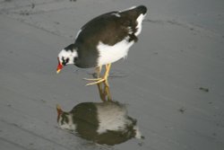 Moorhen. Wallpaper