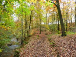 Autumn through Mill Wood Wallpaper