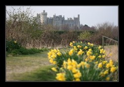 The Castle, and Daffodil... Wallpaper