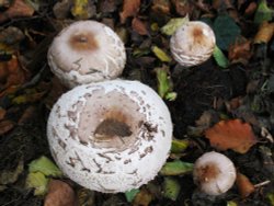 Fungi in the Churchyard Wallpaper