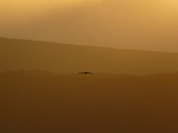 Kestrel on the wing Wallpaper