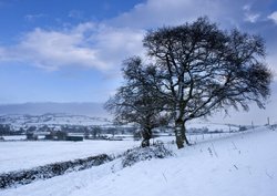 Winter snow at Ansford Park Wallpaper