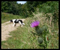 Bug, Thistle, and Ted