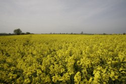 Rape fields Wallpaper