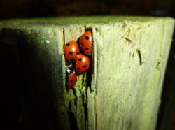 Ladybirds