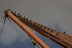 Starlings on the mast Wallpaper