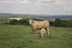 Lovely view in east Sussex Wallpaper