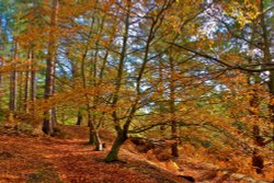 Autumn Colours near Seven Springs