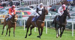 Cantering to the starting gate Wallpaper