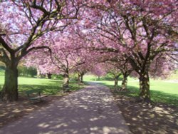 Valley Gardens Spring 2009