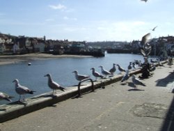 Gulls, gulls, gulls! Wallpaper