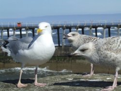 Gulls, gulls, gulls Wallpaper