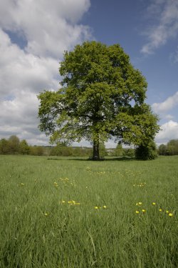 Meadows