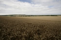 Wheat fields Wallpaper