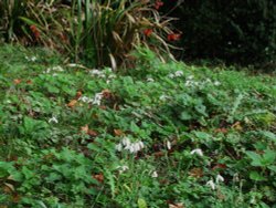 A few Snowdrops in November Wallpaper