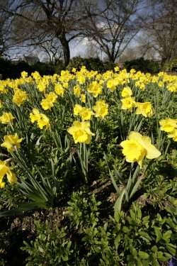 Daffodils