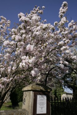 St Andrews and blossom