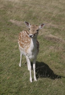 Baby deer