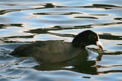 Coot with fish. Wallpaper