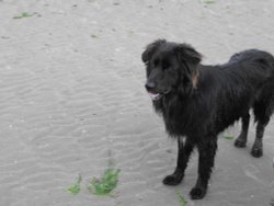 Dog on the beach