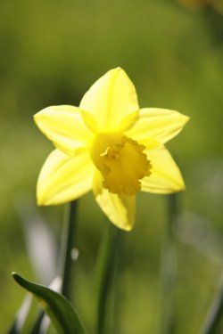 Single Daffodil