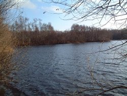 Holme Fen Wallpaper