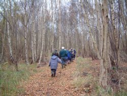 Holme Fen Wallpaper