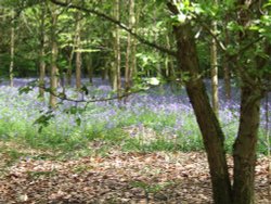 Speke Hall Wallpaper