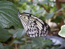 Butterfly farm near Conwy Wallpaper