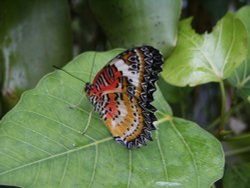 Butterfly farm near Conwy Wallpaper