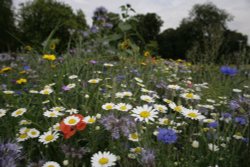 Wild flowers on the Rye Wallpaper