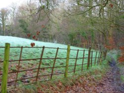 Knowle Green Woods Wallpaper