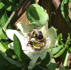 Passion flower and bee Wallpaper