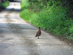 Pheasant crossing Wallpaper