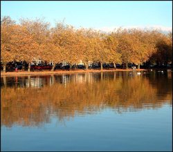 Trees by the riverbank Wallpaper