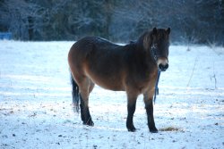 Horse at Saltwells Nature Reserve in December snow Wallpaper