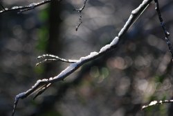 Icy branches Wallpaper