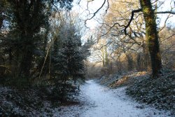 Path in Saltwells Nature Reserve Wallpaper