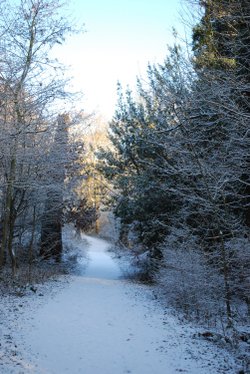 Snowy path