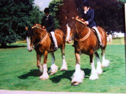 Display of Shire horses Wallpaper