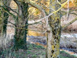 Trees on the banks of the River Otter Wallpaper