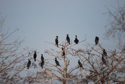 A flight of Cormorants Wallpaper