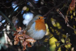 Friendly robin