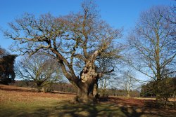 Ancient Oak Wallpaper