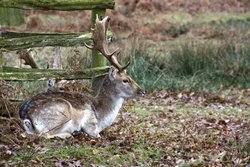 Fallow Deer Wallpaper