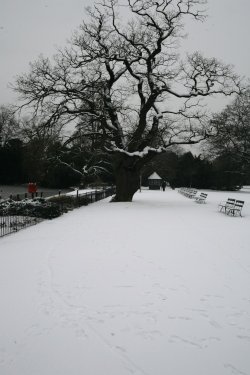 Dulwich park 2010